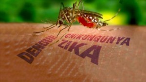 UBND thành phố tích cực triển khai các biện pháp phòng, chống bệnh do vi rút Zika