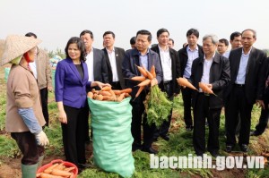 Bí thư Tỉnh ủy Nguyễn Nhân Chiến xuống đồng kiểm tra sản xuất nông nghiệp đầu xuân